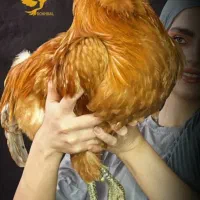 مرغ و خروس امراکانا تخم رنگی امر ی کانا امر