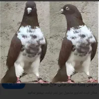 کبوتر گمشده کبوتر گرگی گم شده