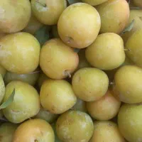 خروس