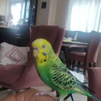 مرغ عشق