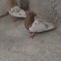 کفتر رنگی