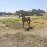اسب عرب مصری نریون