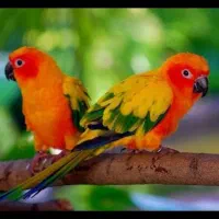 پرنده طوطی گرینچیک عروس هلندی قناری راهب