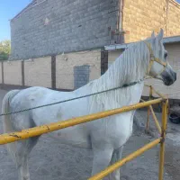 اسب عرب یکسر