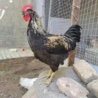 خروس سیاه جوان بالغ