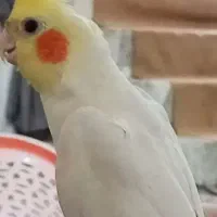 مرغ عروس