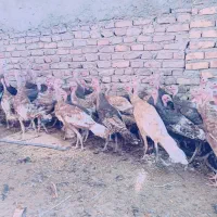 جوجه بوقلمون پنچ ماهه