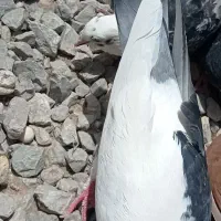 کبوتر خش