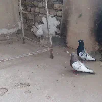 کفتر