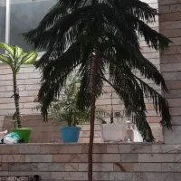 درخت کاج مطبق