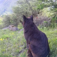 ژرمن  بلک (ماده)یک سال 3ماه ب علت نداشتن شرایط