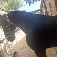 نعلبندی و قیار