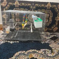 مورغ عشق جفت