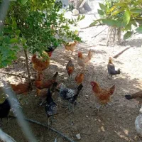 فروش جوجه و مرغ محلی