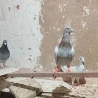 کبوتر هفرنگ