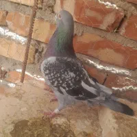 پرنده