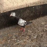 جوجه کبوتر سوسکی کله سفید