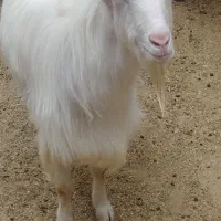 چپش سانن و بره افشاری