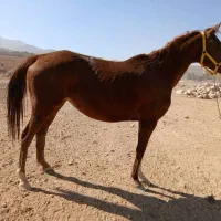 فروش مادیون کرنک