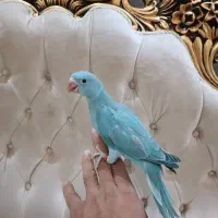 تعدادی جوجه ملنگو و راهب