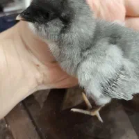 جوجه گلین دوهفته ای تا دوماه
