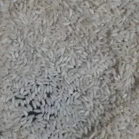 برنج عنبربو شوشتر به شرط پخت