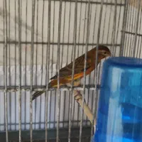 قناری نر سرخ سوخته