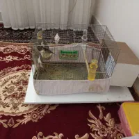 عروس هلندی