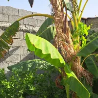 گل گیاه|گل و گیاه طبیعی|برازجان, |دیوار