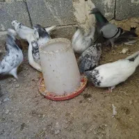کفتر پرشی کله دار