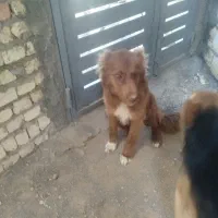 سگ قهدریجان سگ گرگی