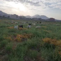 گوسفند
