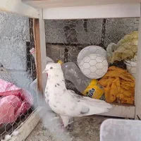 کبوترتهرانی