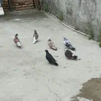 کبوتر سالم و سلامت