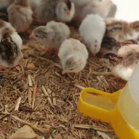 جوجه مرغ شاخدار ۳ روزه بهبهان