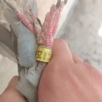 کفتر پلاکی