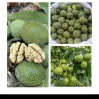 گردو درجه یک پوس کاغذی کیلویی ۲۵۰