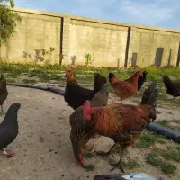 مرغ محلی تخم گذار درشت وجوان