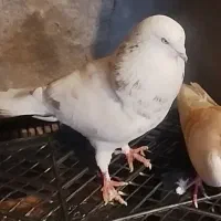 کبوتر ساعت سنگین