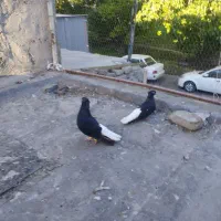 چندجفت کبوترآس
