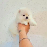 پامرانین دو سر خرسی اورجینال