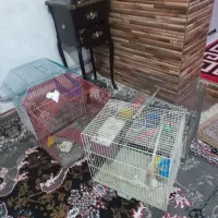 قفس پرنده