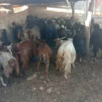بز فروشی