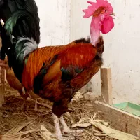 مرغ و خروس گردن لخت