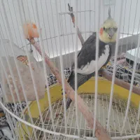 عروس هلندی نر