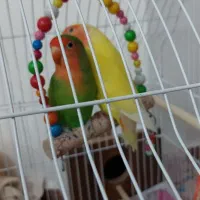طوطی کوتوله برزیلی