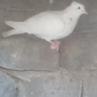 کبوتر