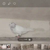 کفتر