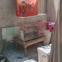 قفس پرنده کامل درحد