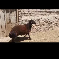 معاوضه قوچ همو با قوچ همو به علت هم خونی قوچ سه